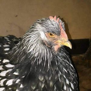 Meet your Posher, Kari